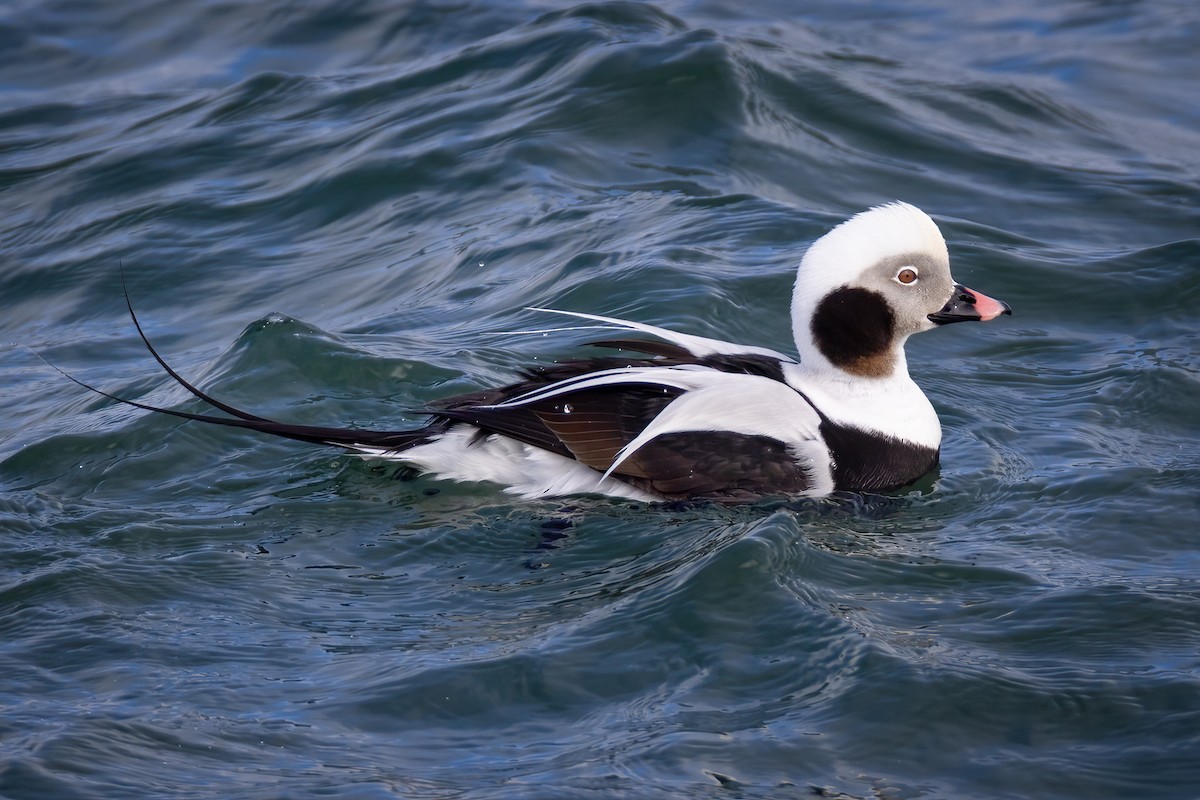 Long-tailed Duck - ML615637786