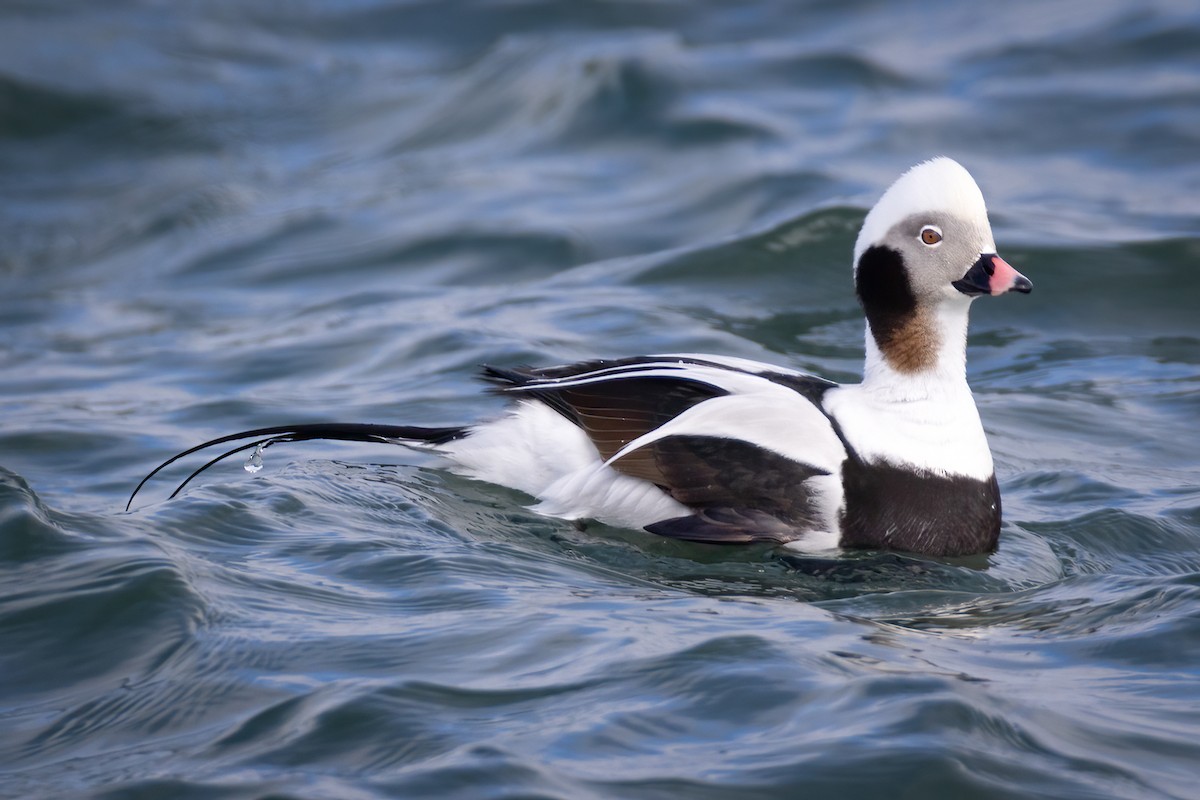 Long-tailed Duck - ML615637787