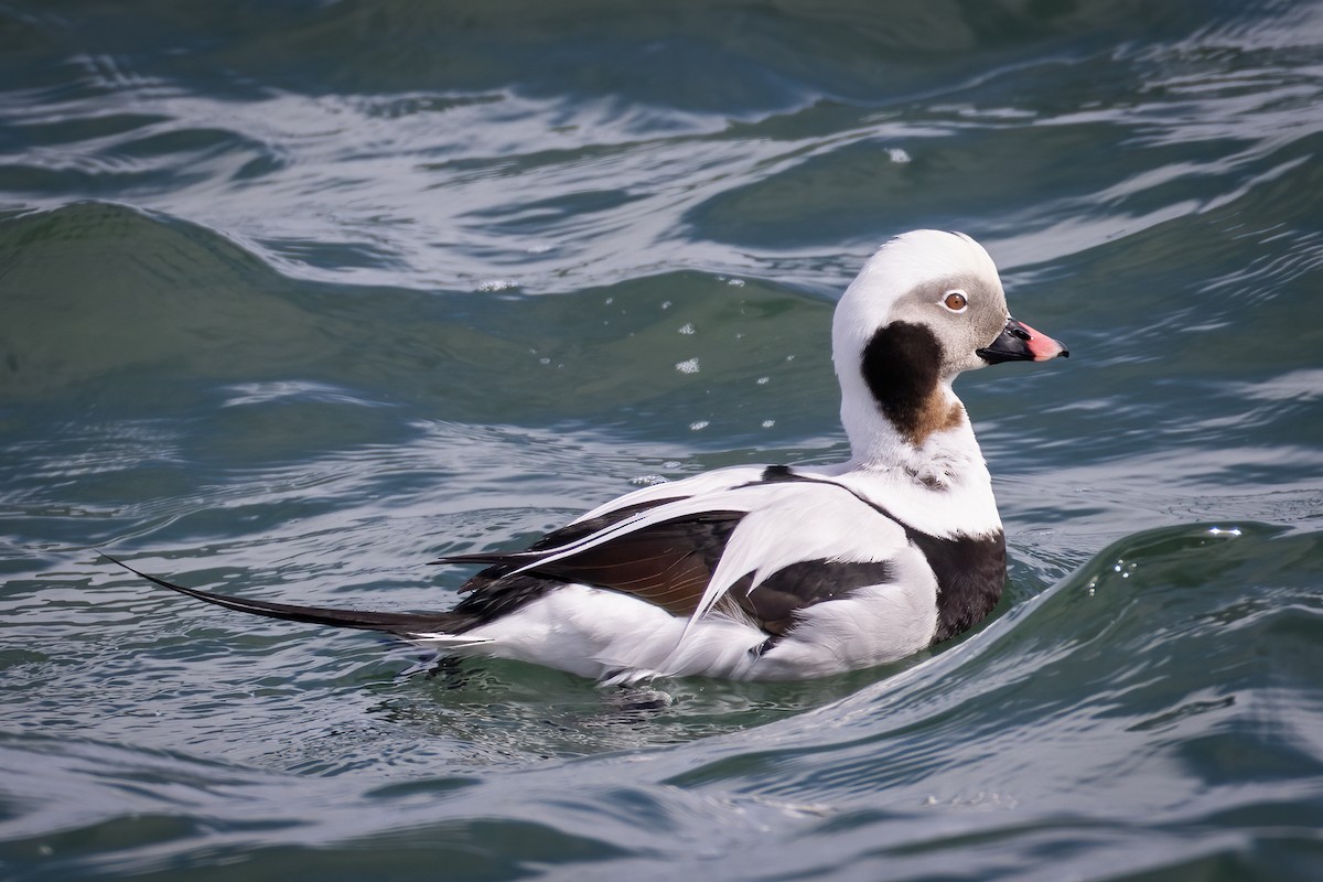 Long-tailed Duck - ML615637788