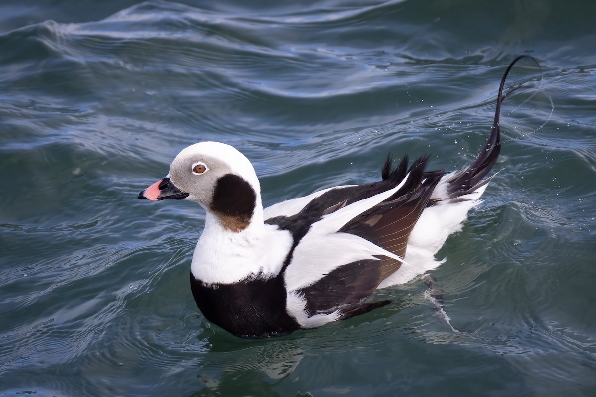 Long-tailed Duck - ML615637789