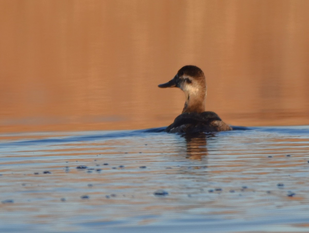 Ruddy Duck - ML615637841