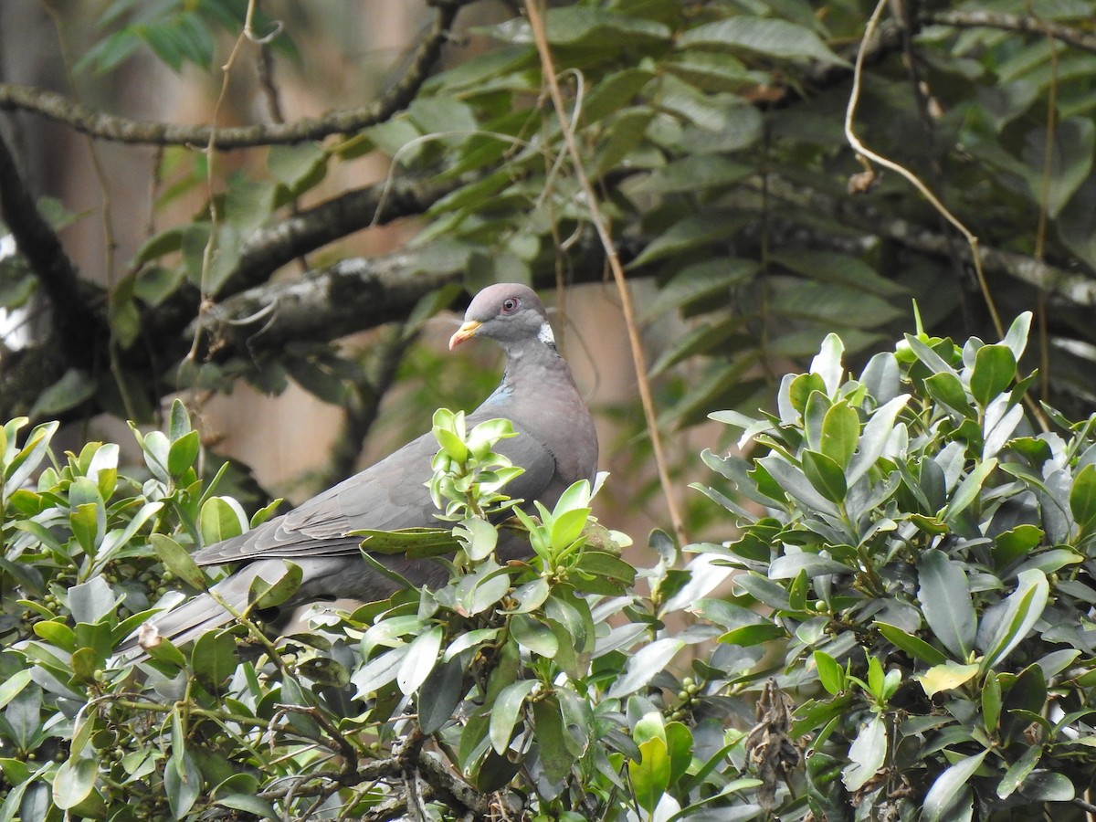 Band-tailed Pigeon - George Watola