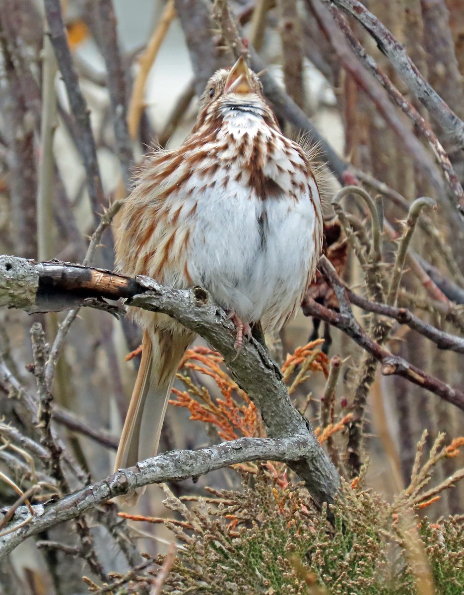 Song Sparrow - ML615637869