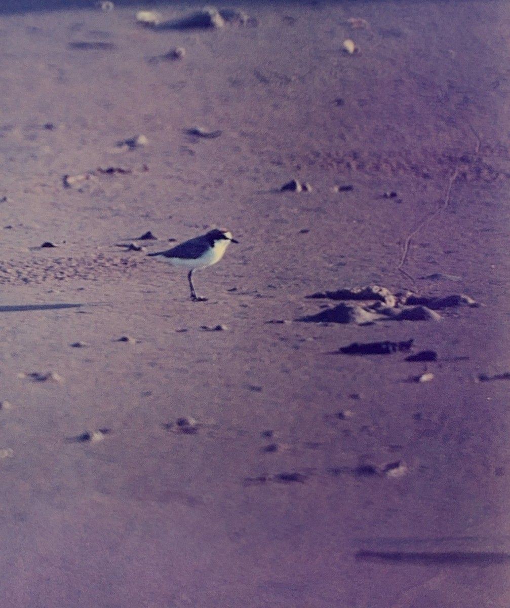 Red-capped Plover - ML615637925
