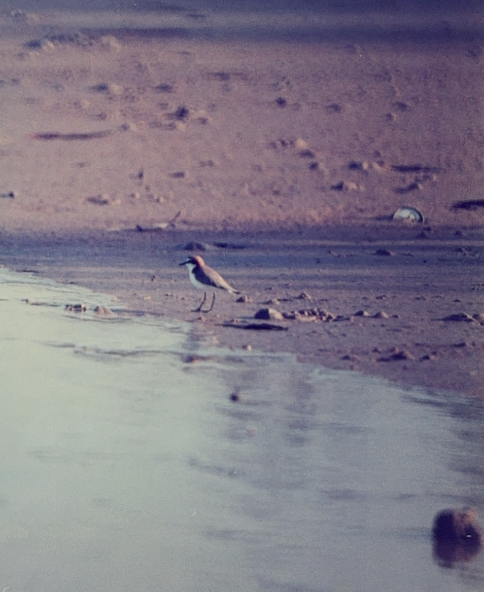 Red-capped Plover - ML615637926