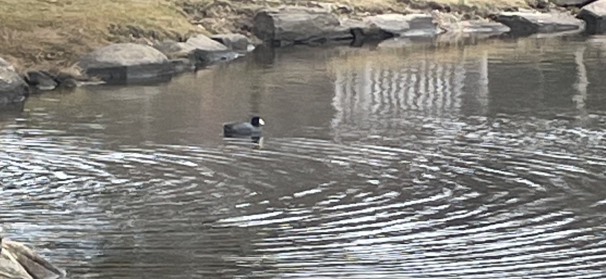 American Coot - ML615637929