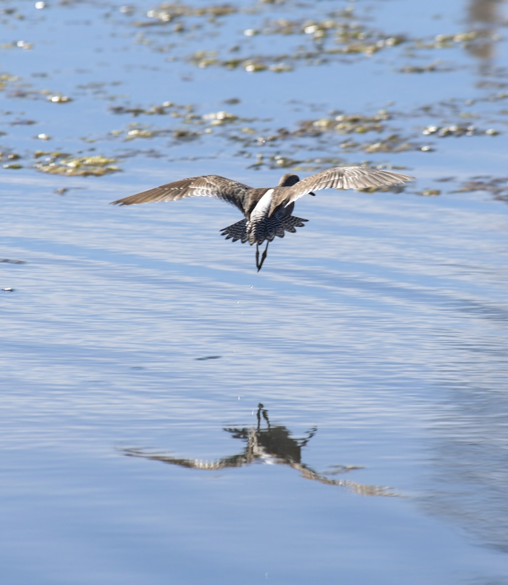 Long-billed Dowitcher - ML615637954
