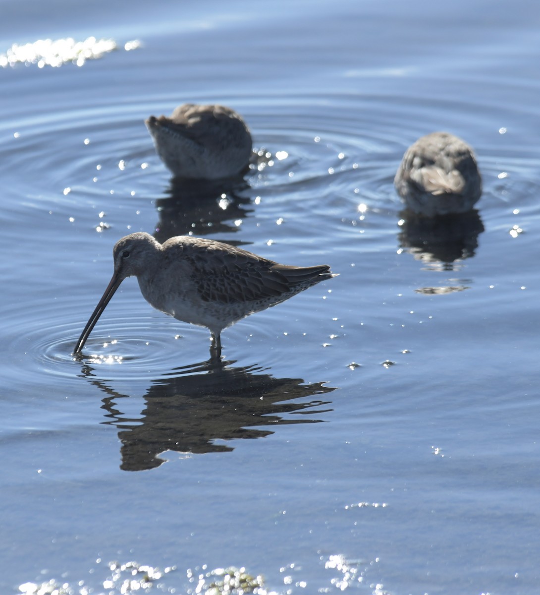 Long-billed Dowitcher - ML615637957