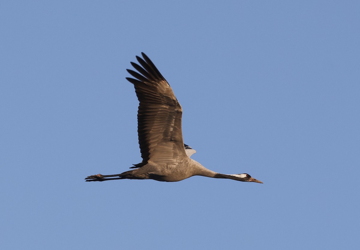 Common Crane - Mats  Wallin