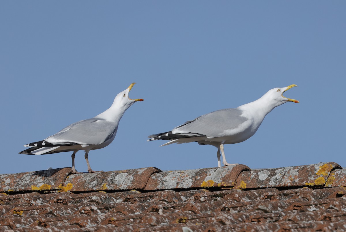 Herring Gull (European) - Mats  Wallin