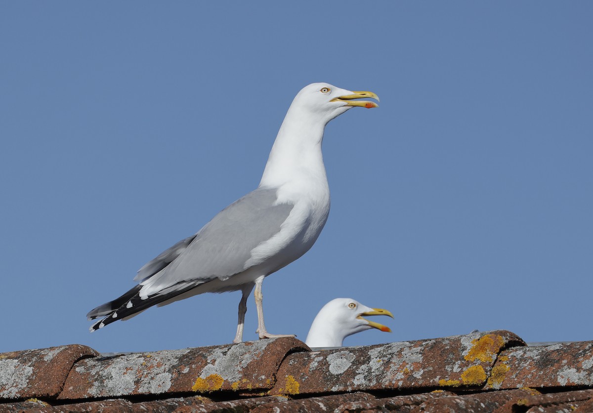 Herring Gull (European) - Mats  Wallin