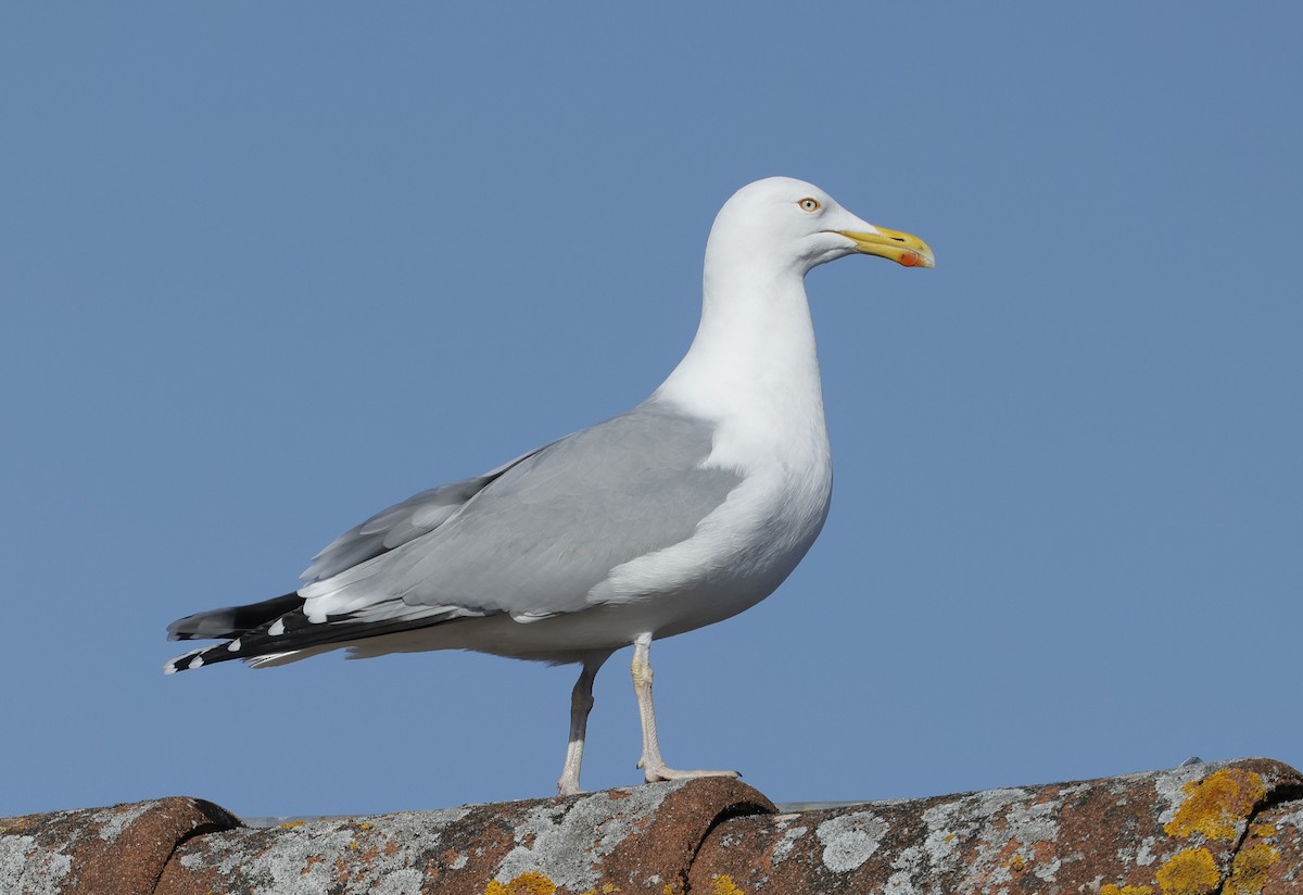 Herring Gull (European) - Mats  Wallin