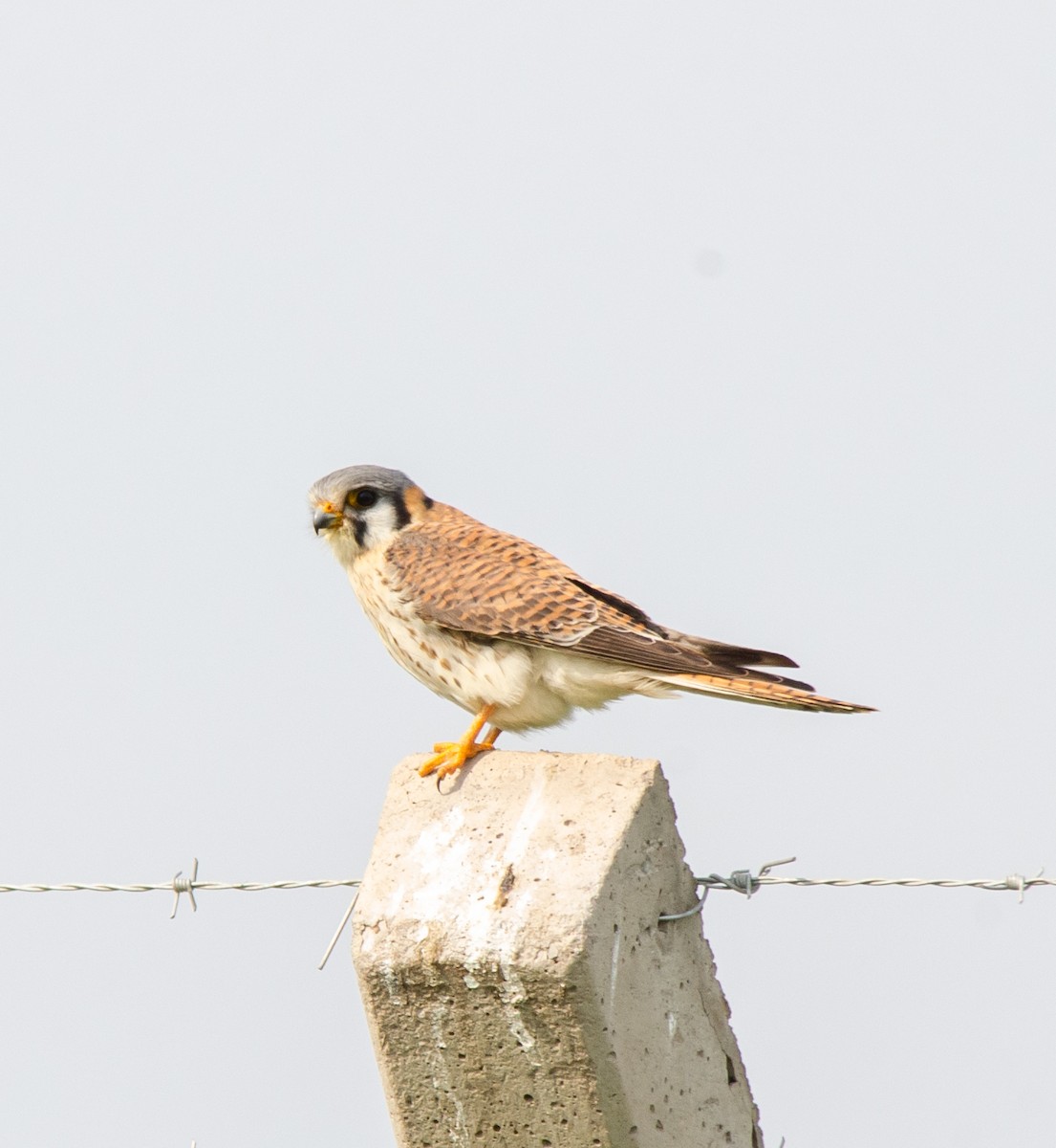 American Kestrel - Iván Eroles