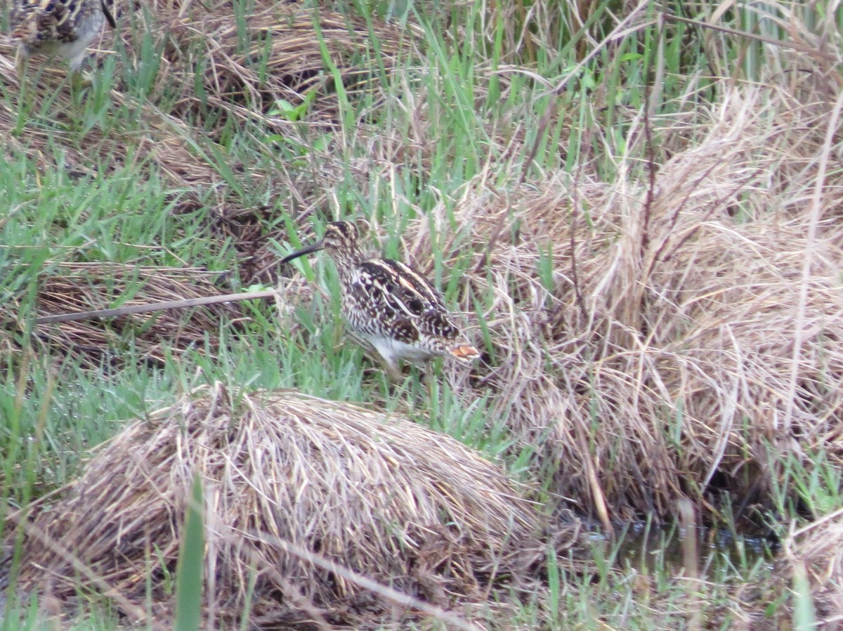 African Snipe - ML615638142