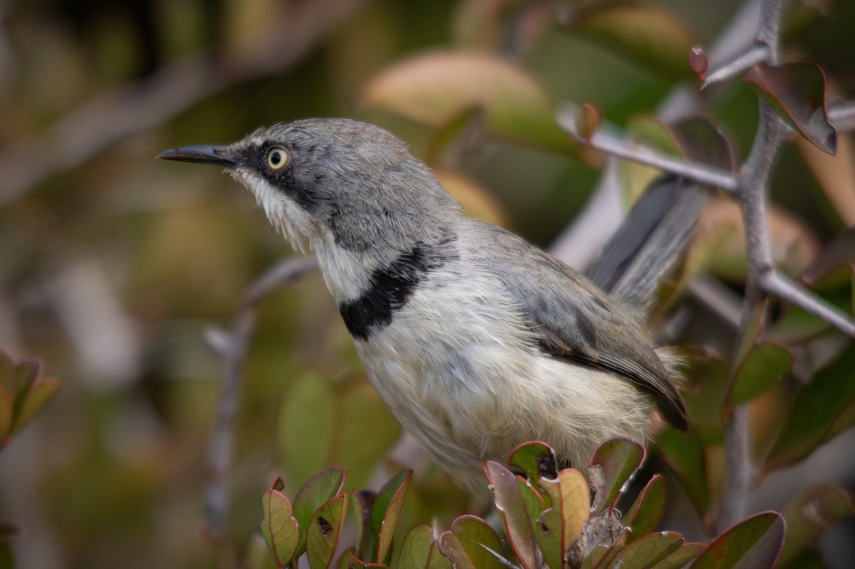 Bar-throated Apalis - ML615638182