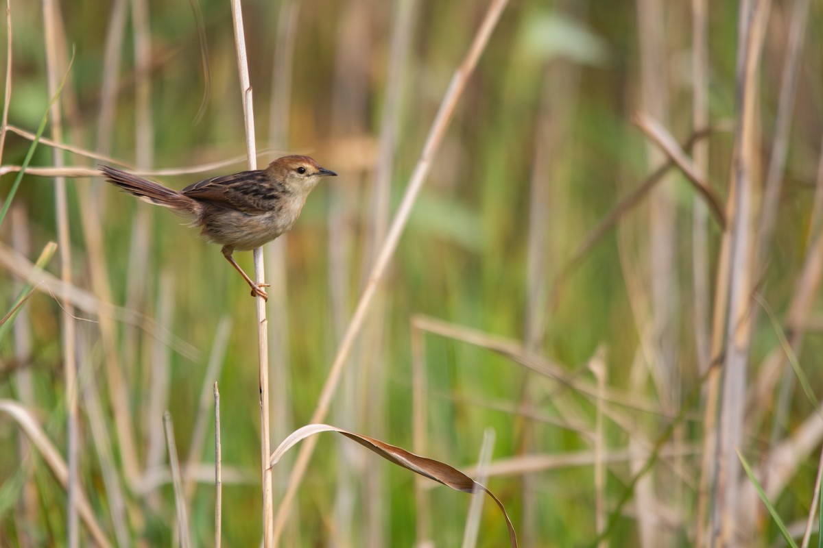 Levaillant's Cisticola - ML615638192