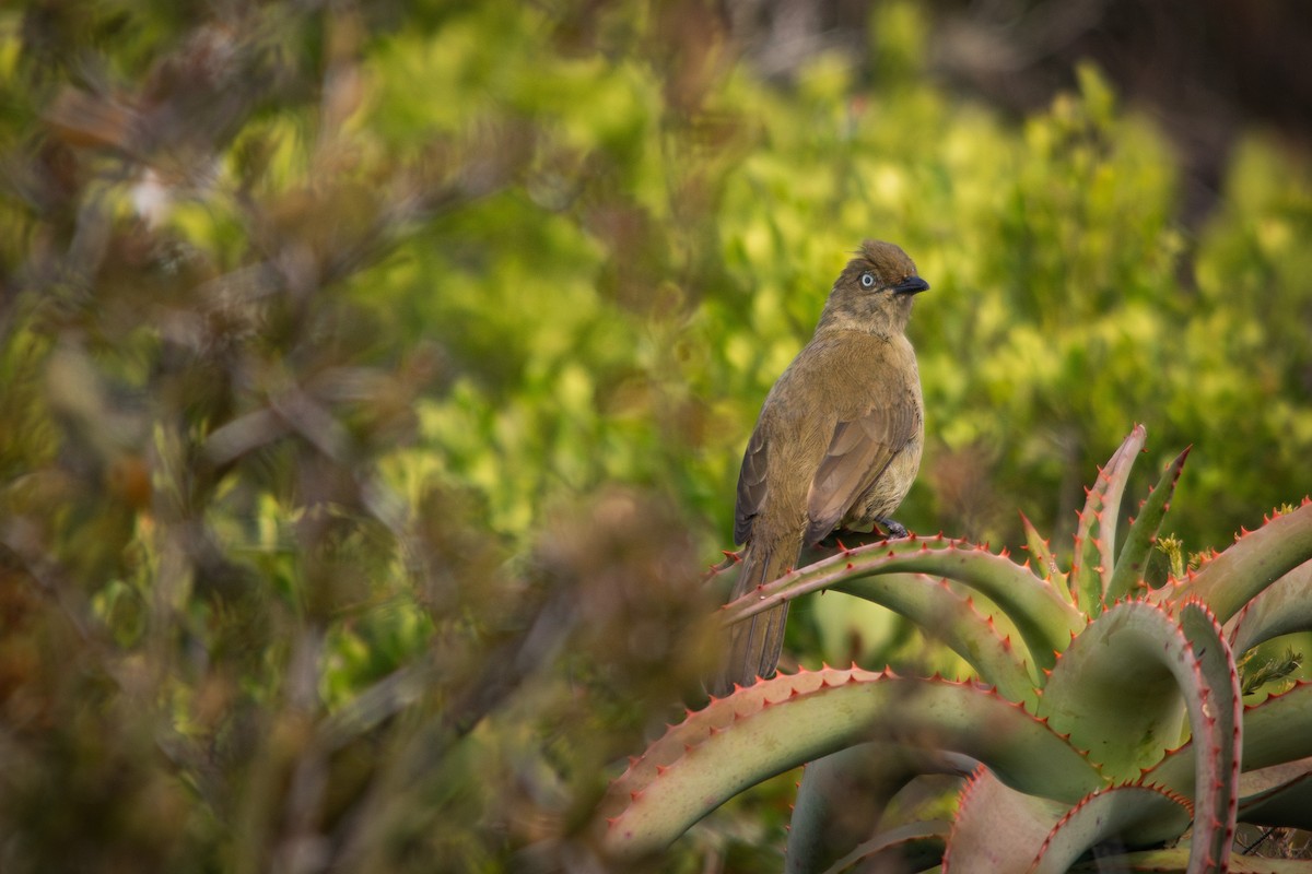 Sombre Greenbul - ML615638214