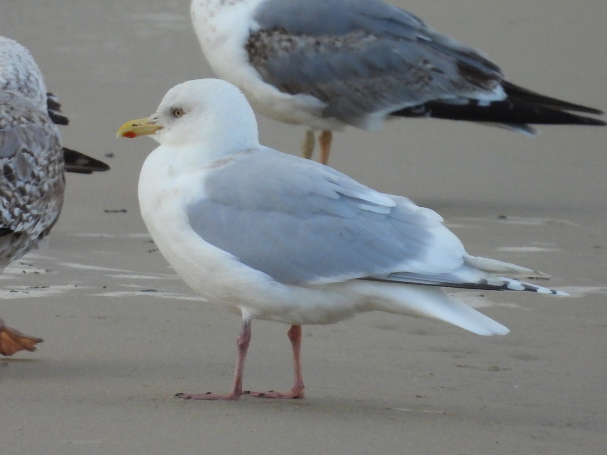 Iceland Gull (kumlieni) - Pablo García (PGR)
