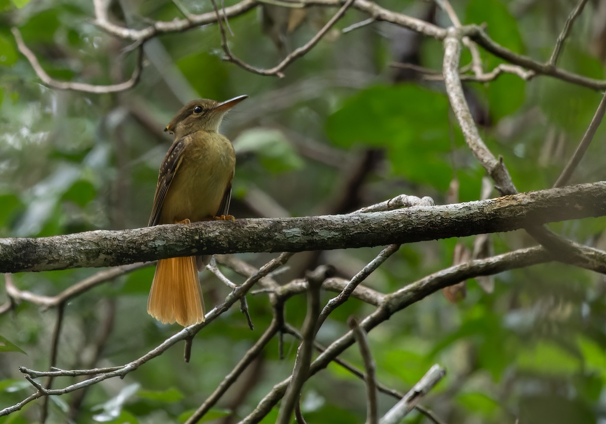 Tropical Royal Flycatcher (Northern) - ML615638320