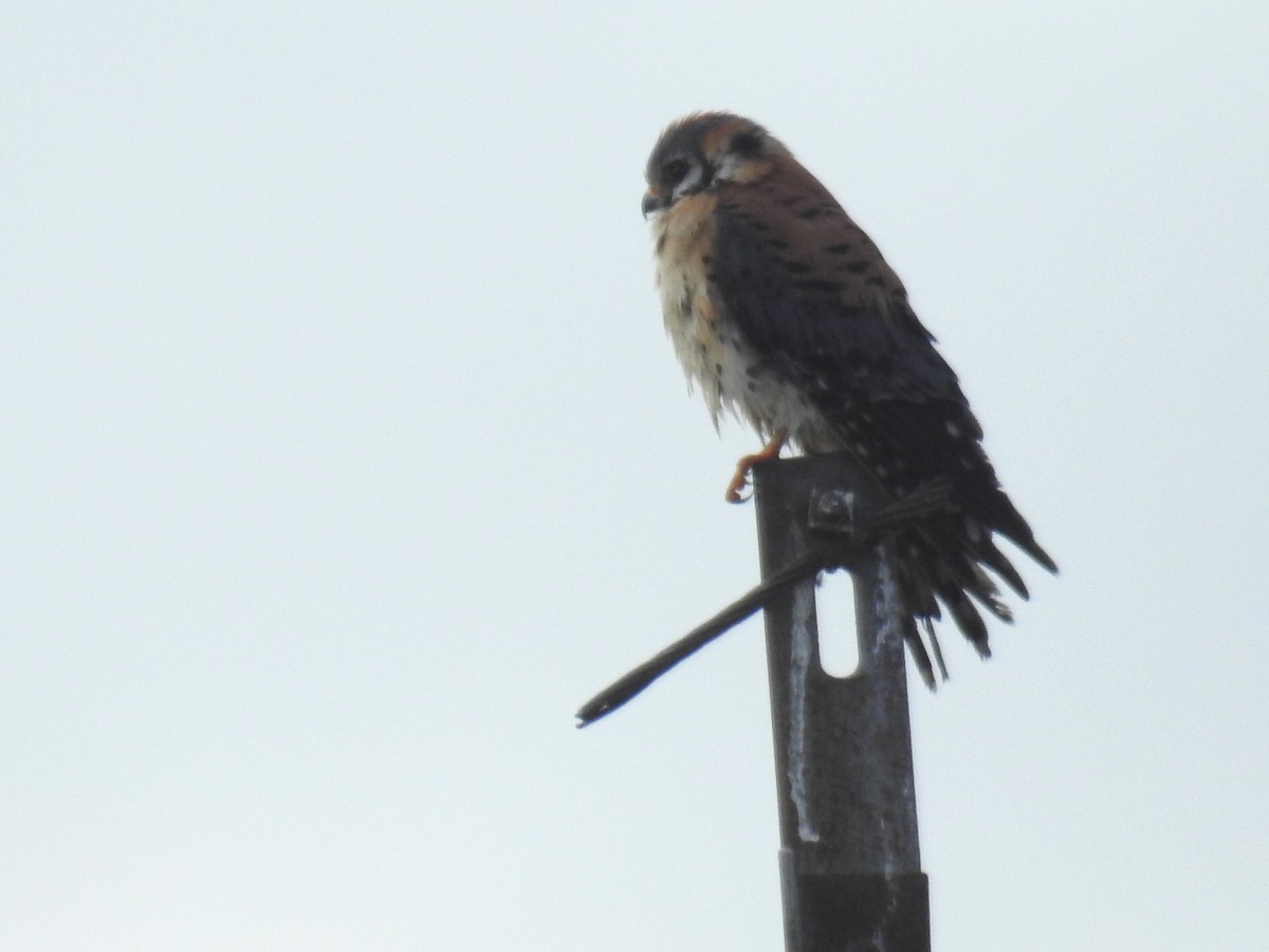 American Kestrel - ML615638370