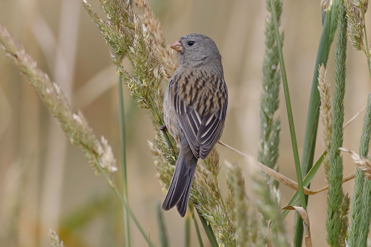 Plain-colored Seedeater - ML615638403