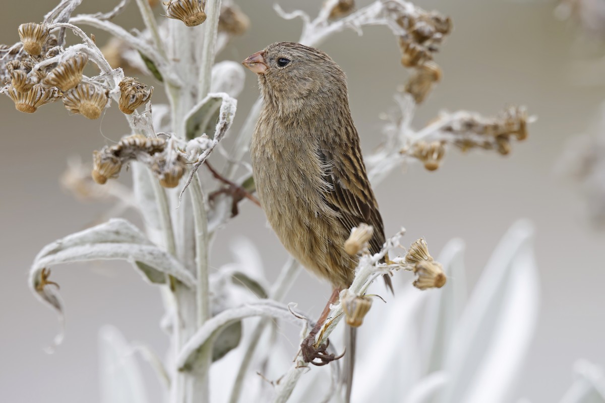 Plain-colored Seedeater - ML615638404