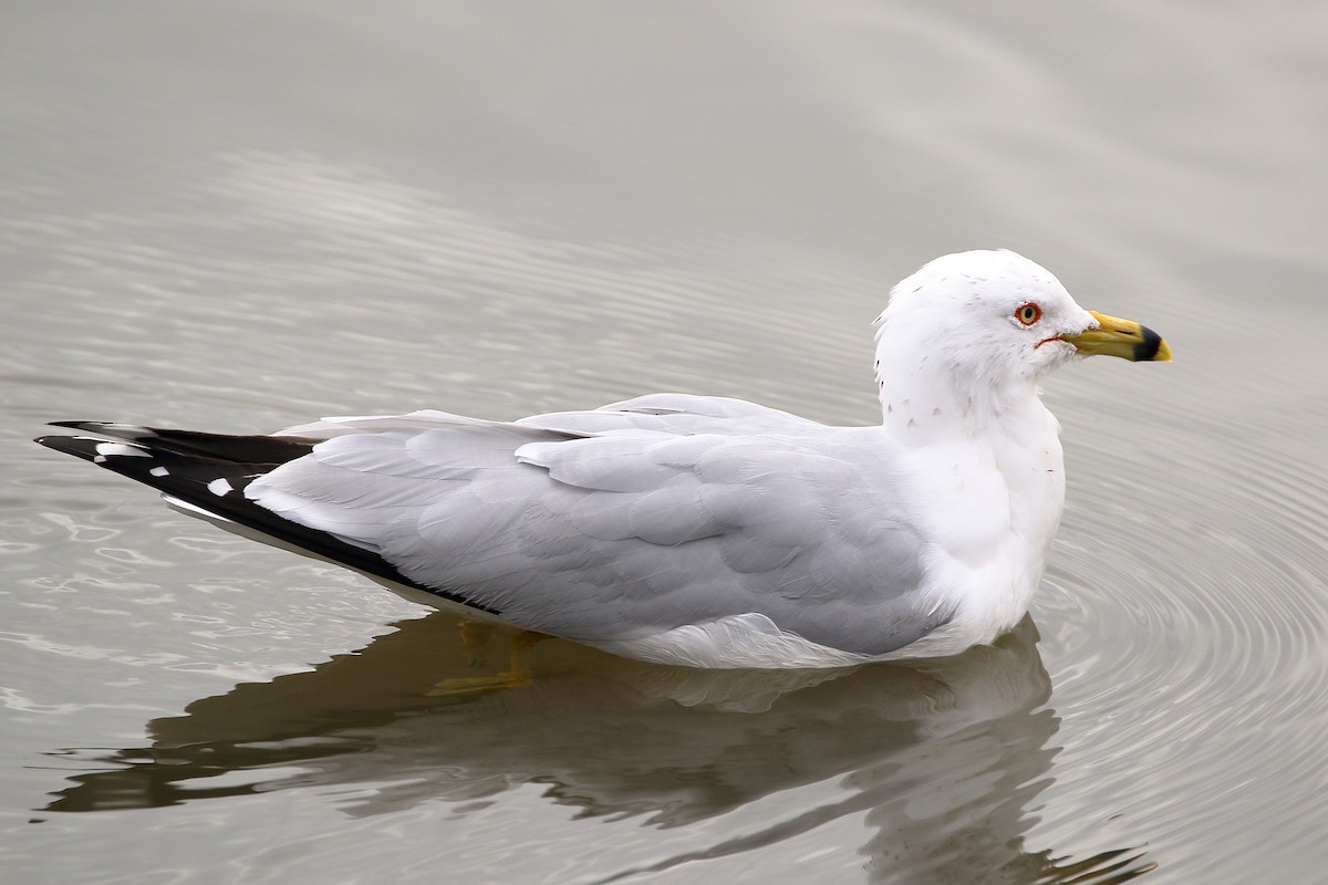 Ring-billed Gull - ML615638407