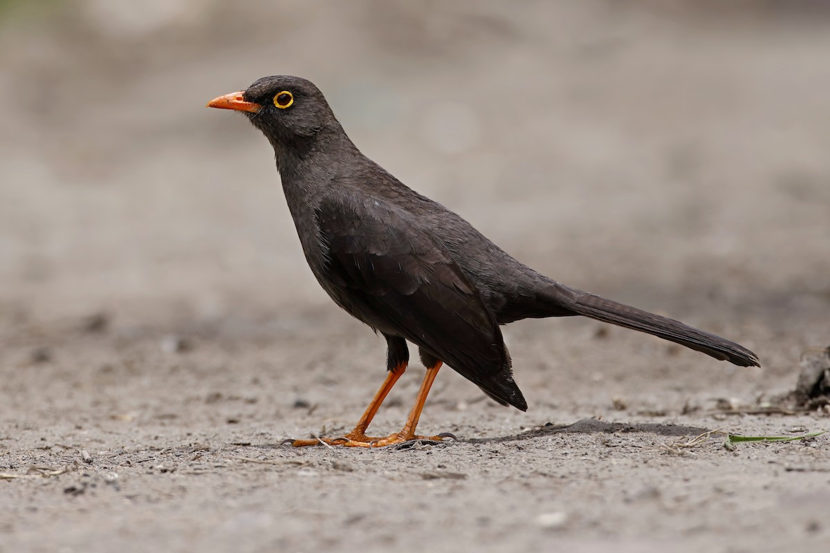 Great Thrush - Marcin Sidelnik