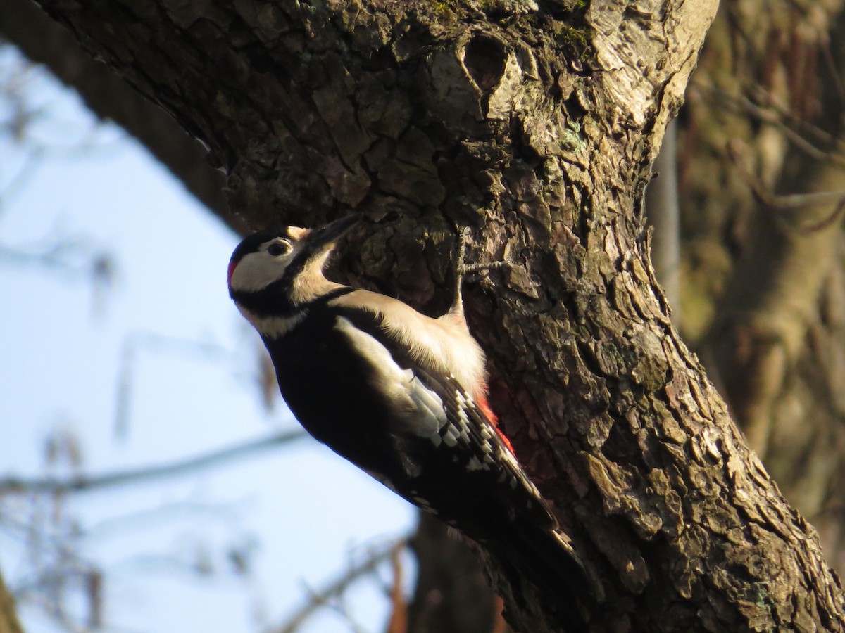 Great Spotted Woodpecker - ML615638460