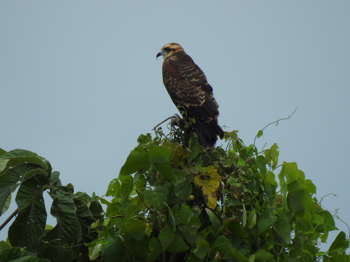 Snail Kite - George Watola