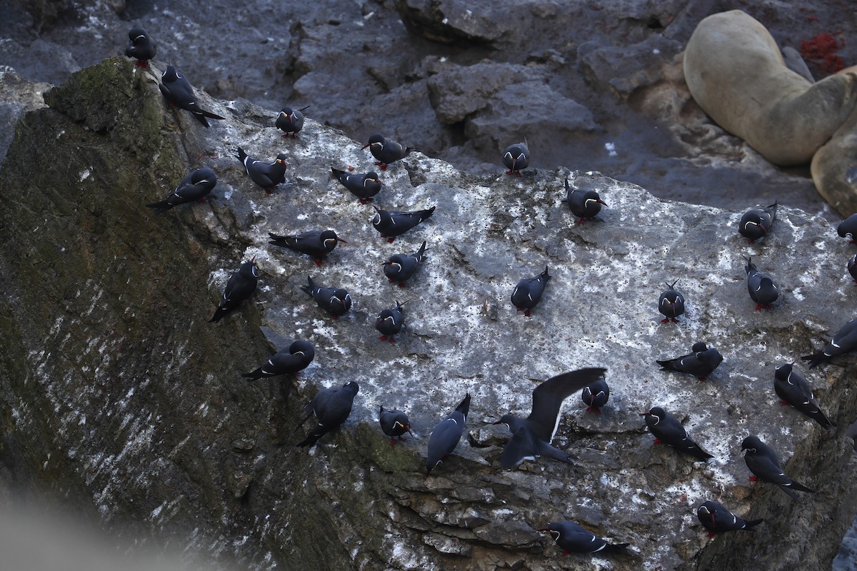 Inca Tern - Pedro Plans