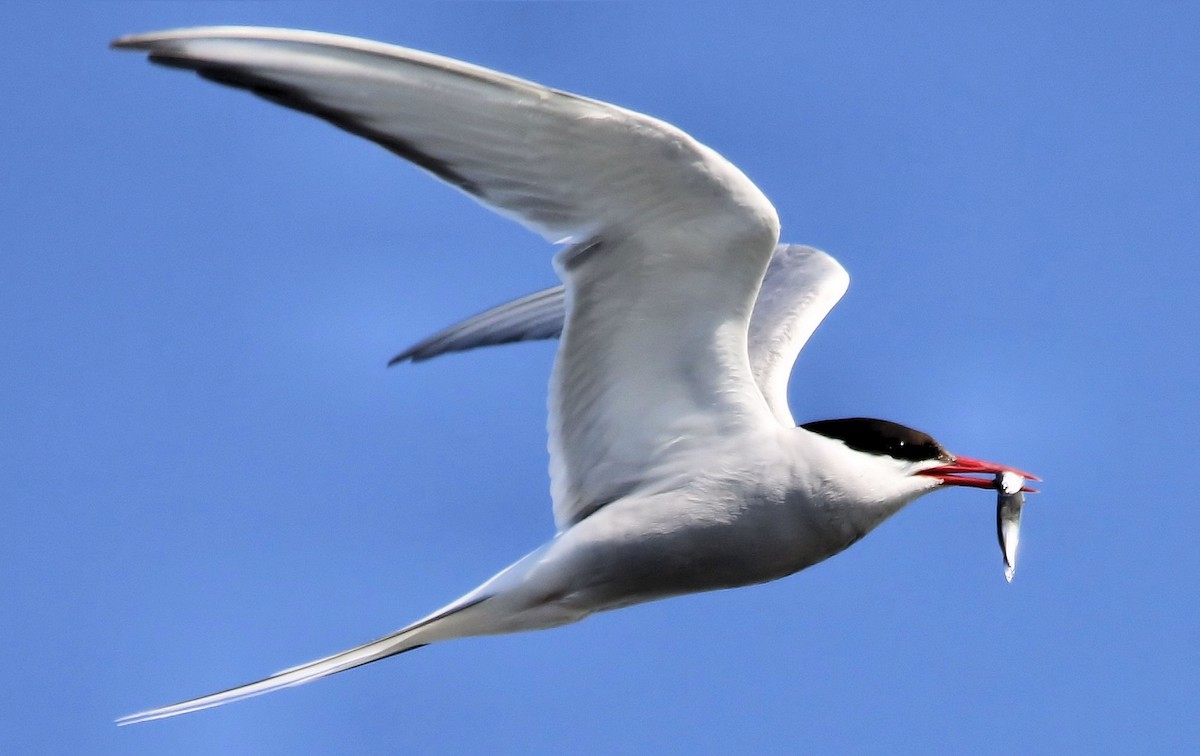 Arctic Tern - ML61563871