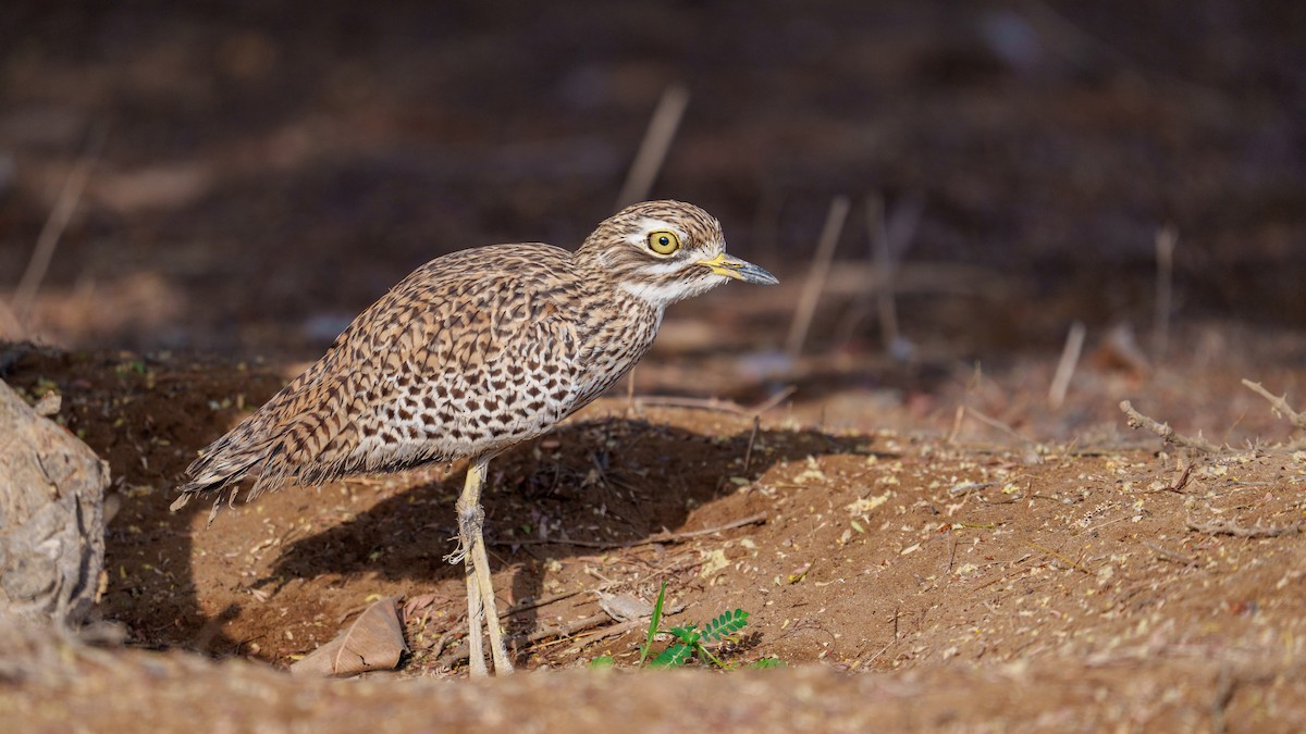 Spotted Thick-knee - ML615638858