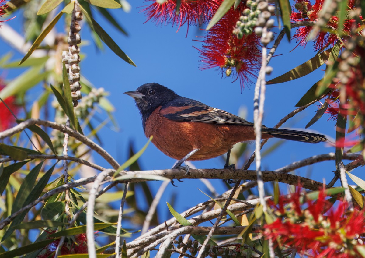 Orchard Oriole - John Callender