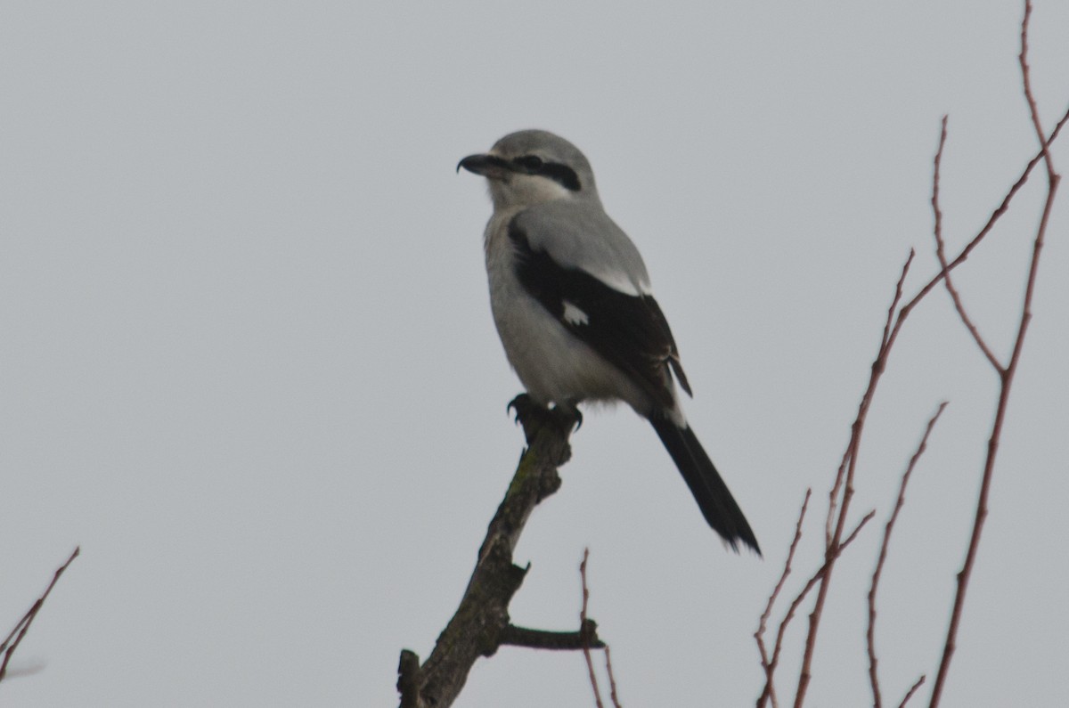 Northern Shrike - ML615638984