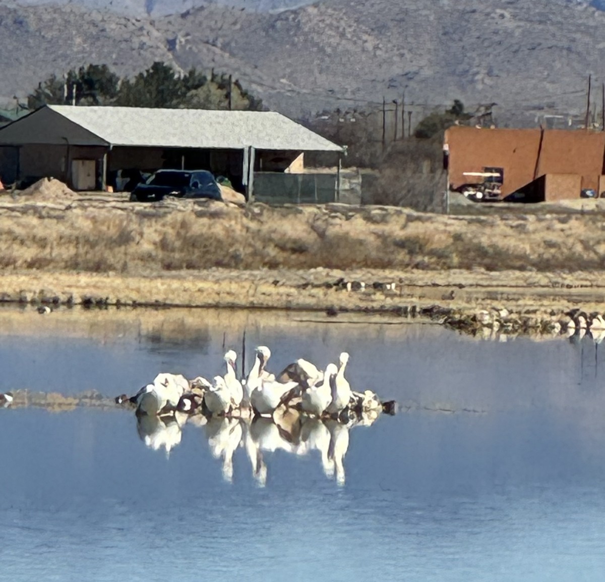 American White Pelican - ML615639011