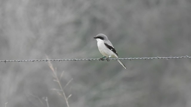 Alcaudón Americano - ML615639028