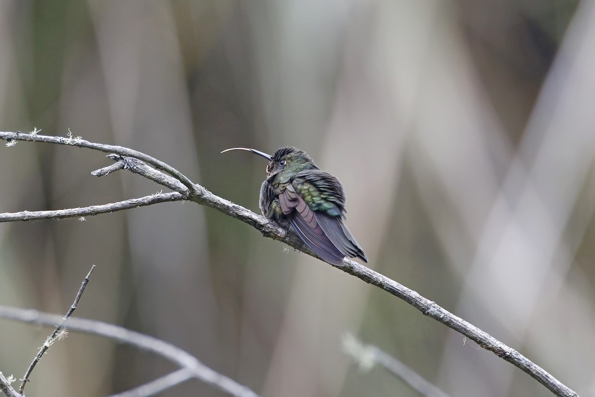 Golden-breasted Puffleg - ML615639041