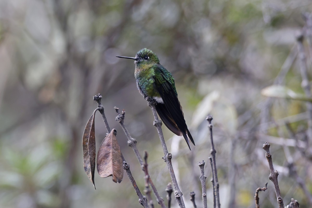 Golden-breasted Puffleg - ML615639042