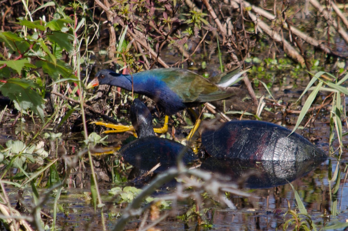 Purple Gallinule - Frank Fogarty