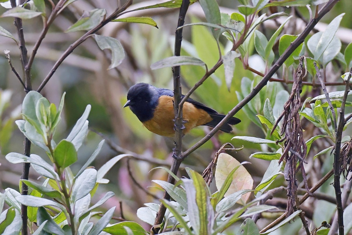 Blue-backed Conebill - ML615639072