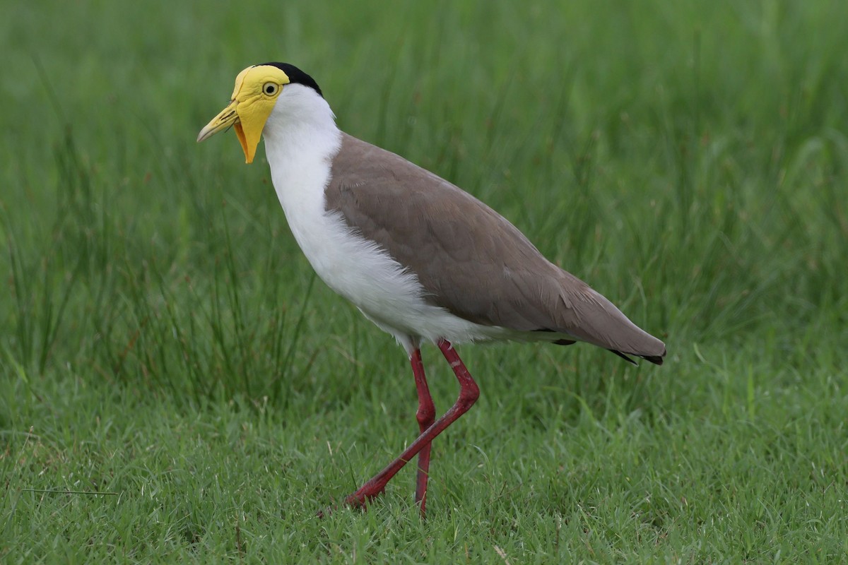 Masked Lapwing (Masked) - ML615639074