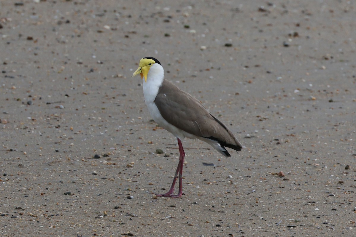 Masked Lapwing (Masked) - Michal Bouček