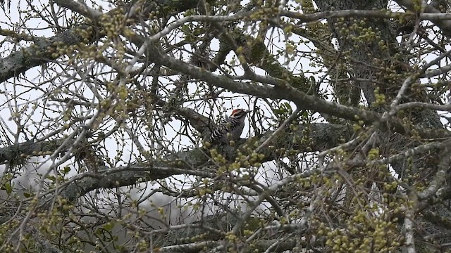 Ladder-backed Woodpecker - ML615639092