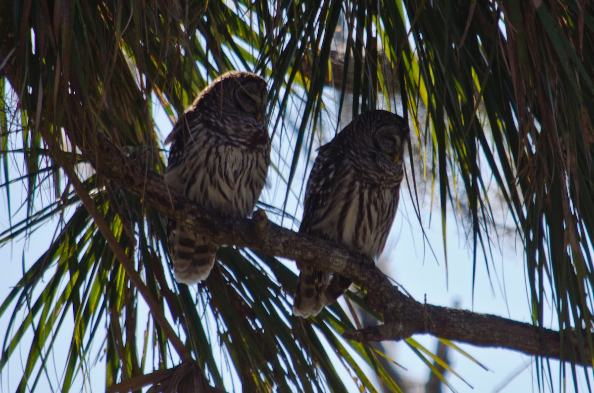 Barred Owl - ML615639101