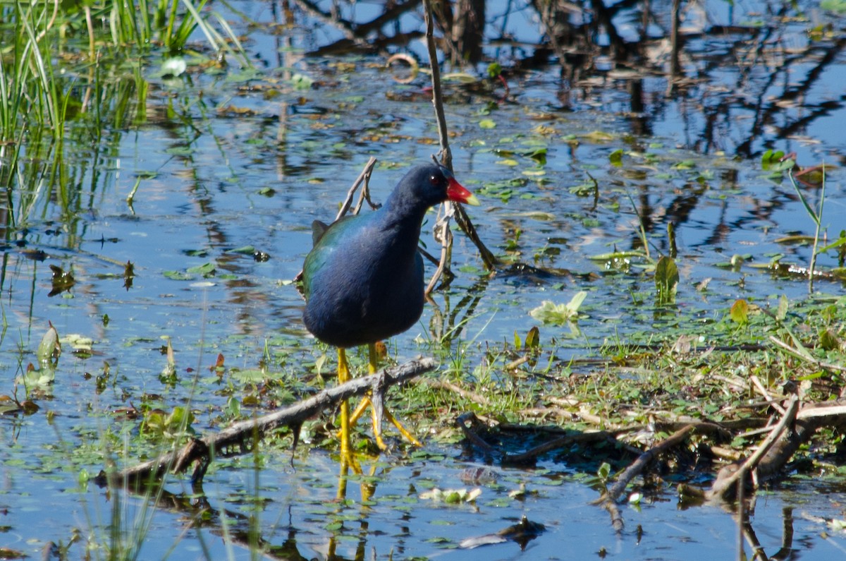 Purple Gallinule - ML615639146