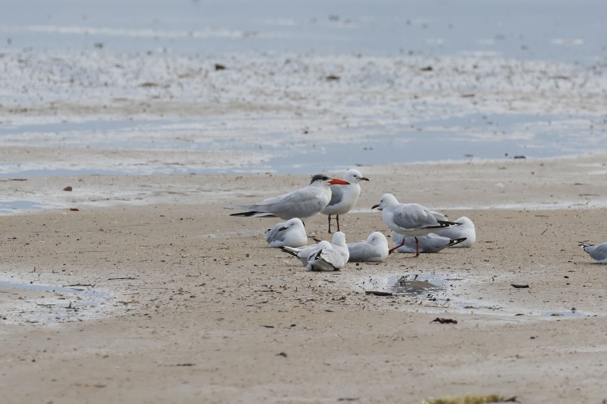 Caspian Tern - ML615639174