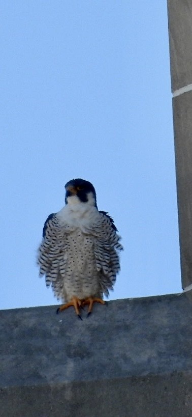 Peregrine Falcon - Lois Rockhill