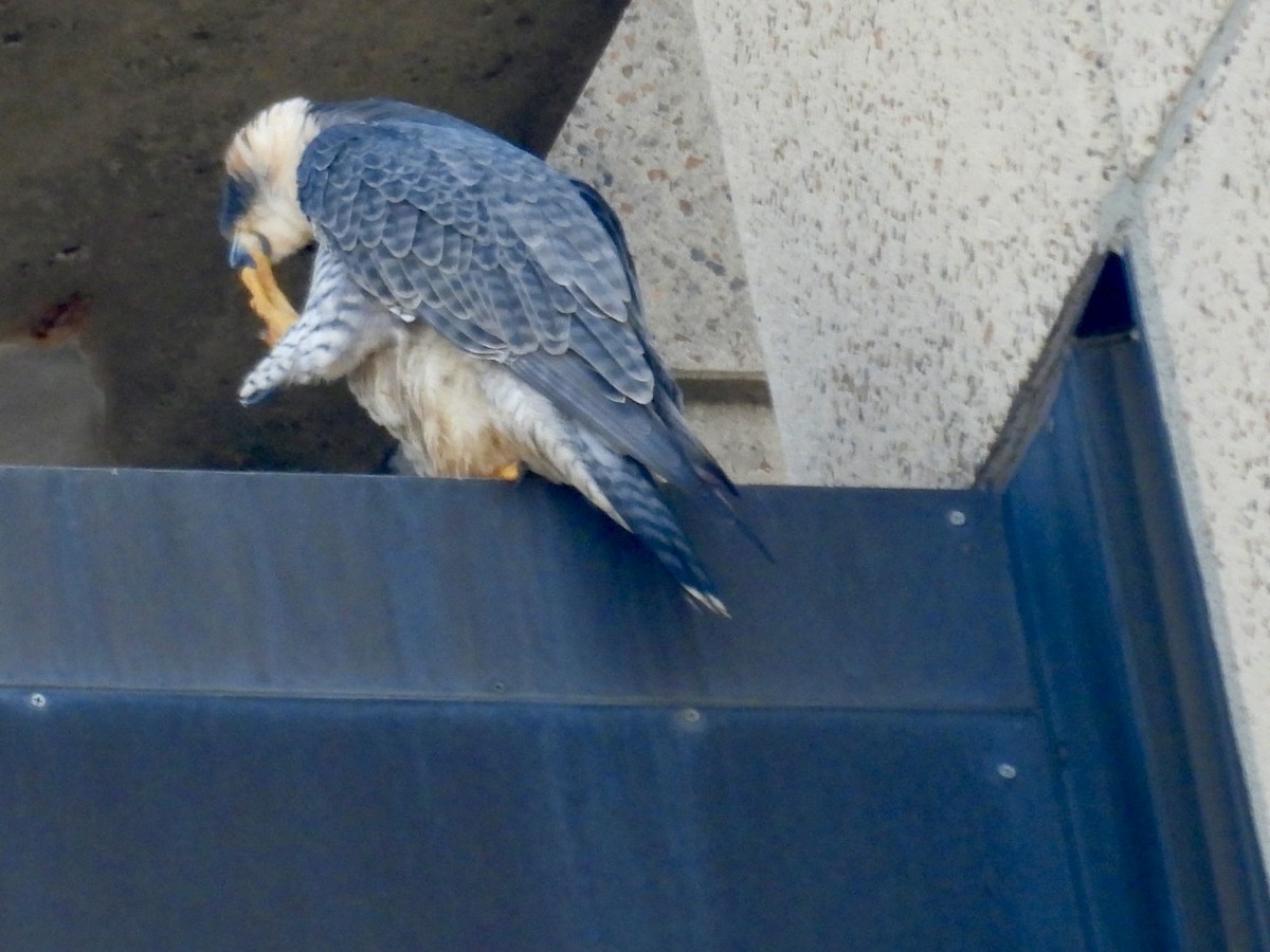 Peregrine Falcon - ML615639180