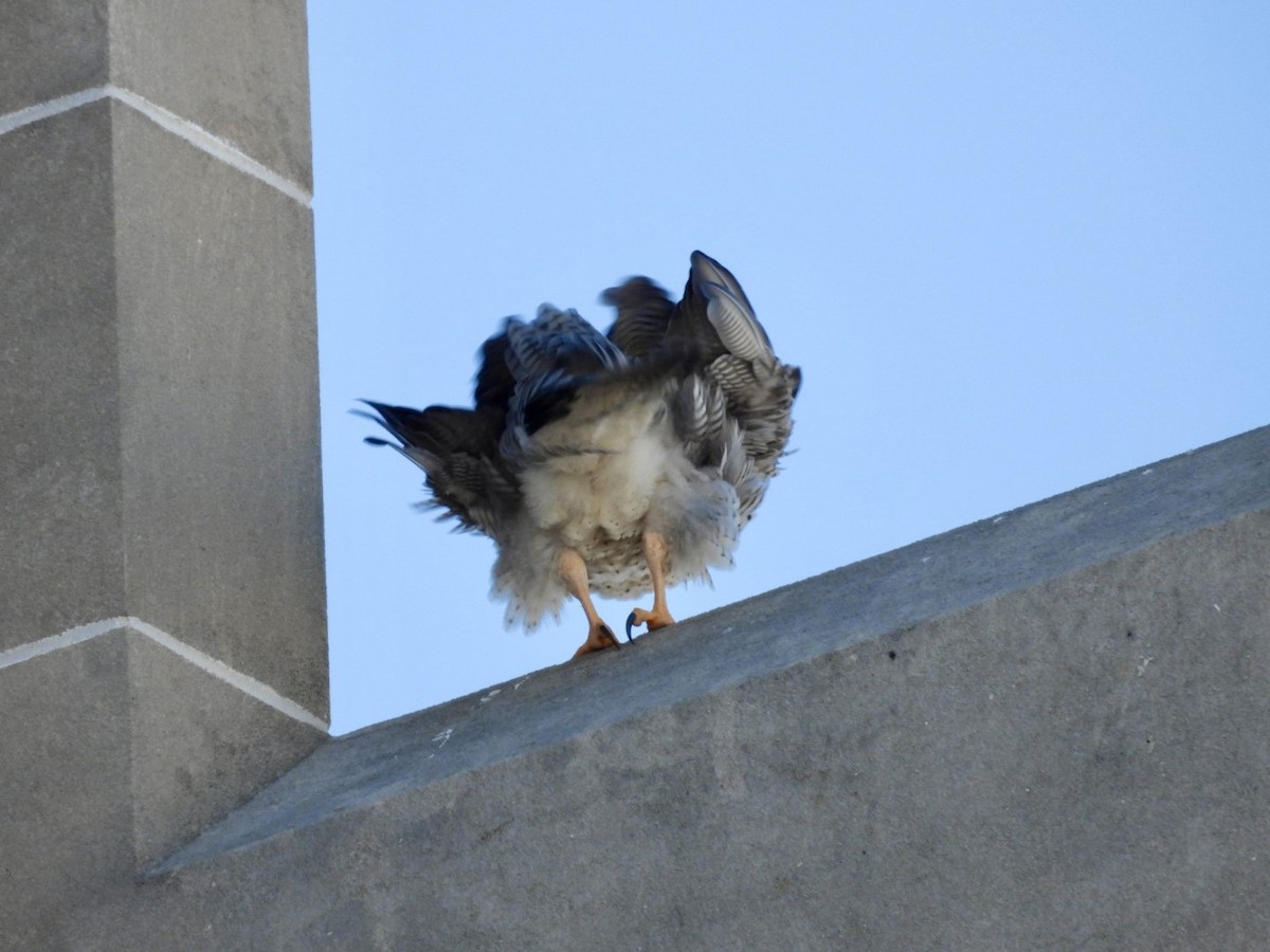 Peregrine Falcon - ML615639181